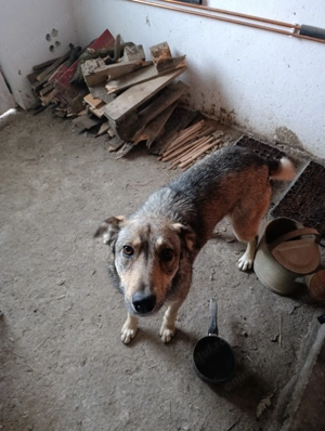 Adopție cățeluș cățelușă de talie mare  - imagine 7