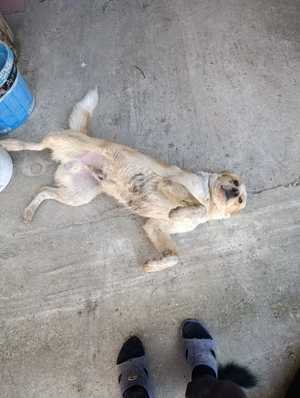 Adopție cățeluș cățelușă de talie mare  - imagine 3