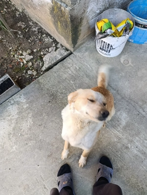 Adopție cățeluș cățelușă de talie mare  - imagine 4