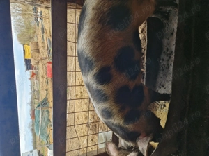 Vand porci pentru sacrificat  - imagine 2