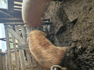 Vand porci pentru sacrificat  - imagine 4