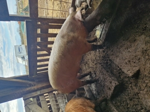 Vand porci pentru sacrificat  - imagine 3