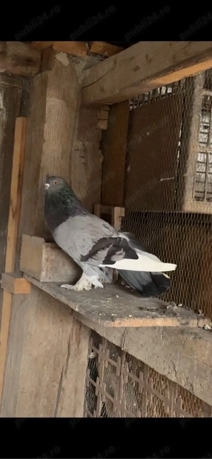 Porumbei tapalagosi - imagine 2