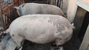 Vând porci 200-250kg - imagine 4