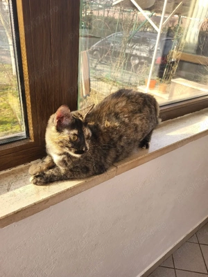 Donez pisică vârsta 1 an - imagine 2