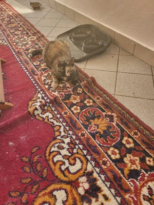 Donez pisică vârsta 1 an - imagine 3