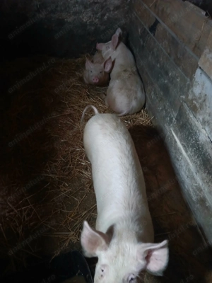 Vand purcelusi rasa de carne - imagine 2