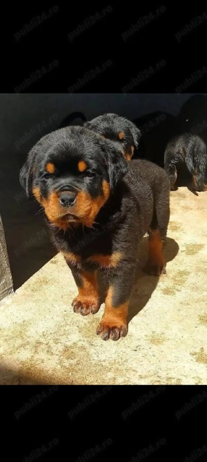 Catei Rottweiler