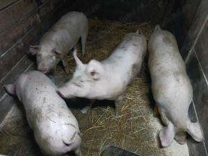 Vand purcelusi rasa de carne