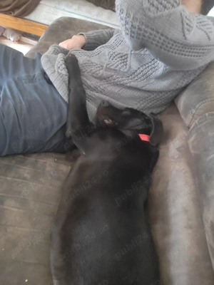 Petsitting & dresaj câini- experianța cu câini dificili anxioși  - imagine 4