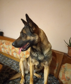 Petsitting & dresaj câini- experianța cu câini dificili anxioși  - imagine 2