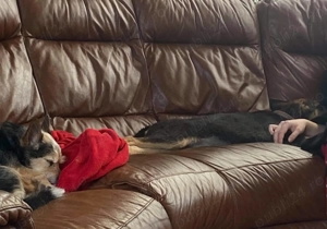 Petsitting & dresaj câini- experianța cu câini dificili anxioși  - imagine 5