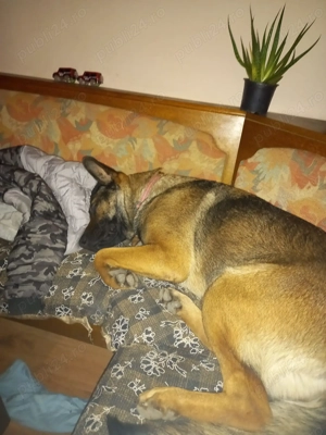 Petsitting & dresaj câini- experianța cu câini dificili anxioși  - imagine 3