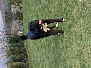 Mascul Ciobănesc Asia centrală 