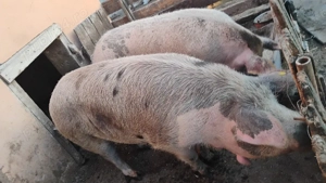 Vand porci 200-250kg - imagine 4