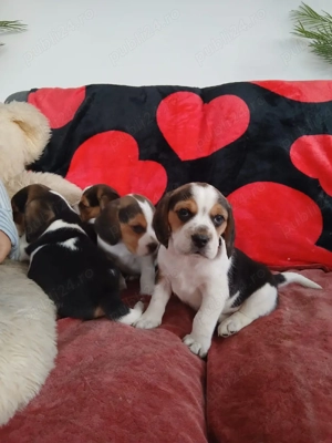 Puiuți Beagle  - imagine 2