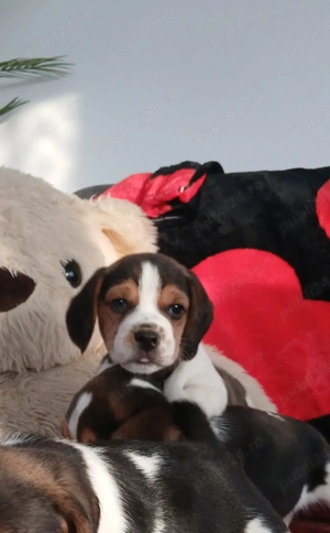 Puiuți Beagle  - imagine 5