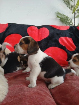 Puiuți Beagle  - imagine 3