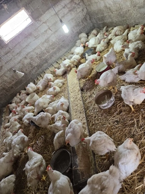 Pui de carne crescuti cu cereale