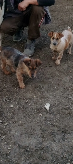 Donez catei ,un ogar si 2 pichinezi - imagine 3