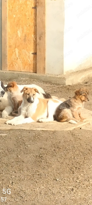 Donez catei ,un ogar si 2 pichinezi - imagine 2