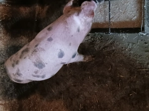 Scrofita landras  - imagine 2