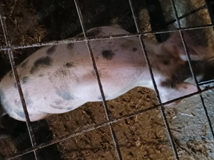 Scrofita landras  - imagine 4