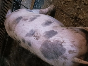 Scrofita landras  - imagine 3