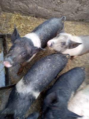 Vând soldani intre 14 si 17 săptămâni 