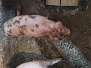 Scrofita landras  - imagine 5