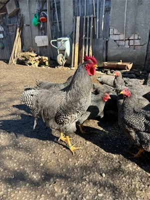 oua plymouth rock - imagine 3