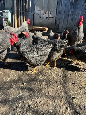 oua plymouth rock - imagine 2