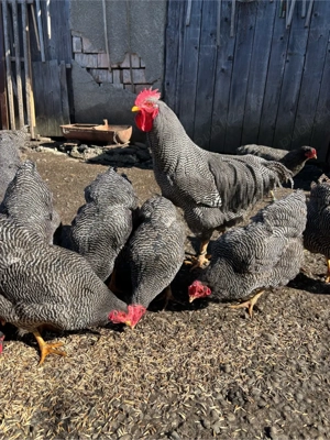 oua plymouth rock - imagine 4