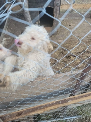 vand pereche de pui Lagotto Romagnolo - imagine 2
