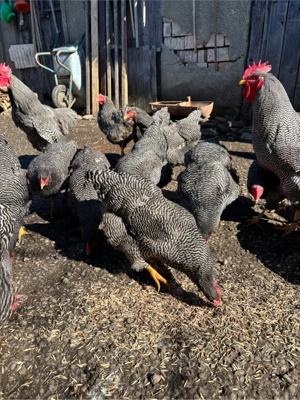 oua plymouth rock - imagine 5