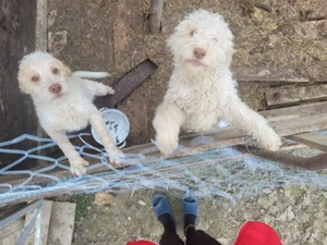 vand pereche de pui Lagotto Romagnolo