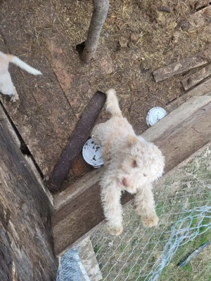 vand pereche de pui Lagotto Romagnolo - imagine 3