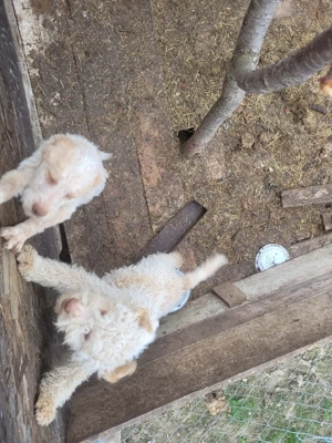 vand pereche de pui Lagotto Romagnolo - imagine 5