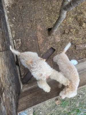 vand pereche de pui Lagotto Romagnolo - imagine 4