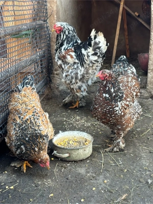 oua brahma porcelan  - imagine 3