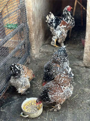 oua brahma porcelan  - imagine 5