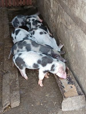 Vînd purcei de țară  - imagine 2