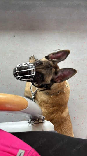 Vand caine Belgian malinoa - imagine 2