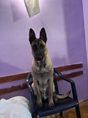 Vand caine Belgian malinoa - imagine 4