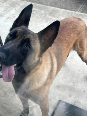 Vand caine Belgian malinoa - imagine 3