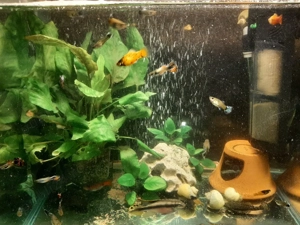 vand pesti de acvariu.xifo.guppi