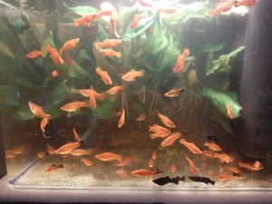 vand pesti de acvariu.xifo.guppi - imagine 2