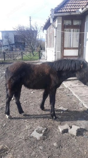 Vând mânz de 7 luni - imagine 2