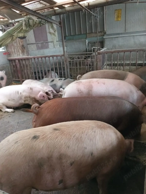 oferim spre vânzare porci  - imagine 2