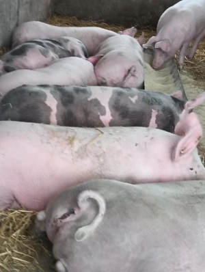 oferim spre vânzare porci 